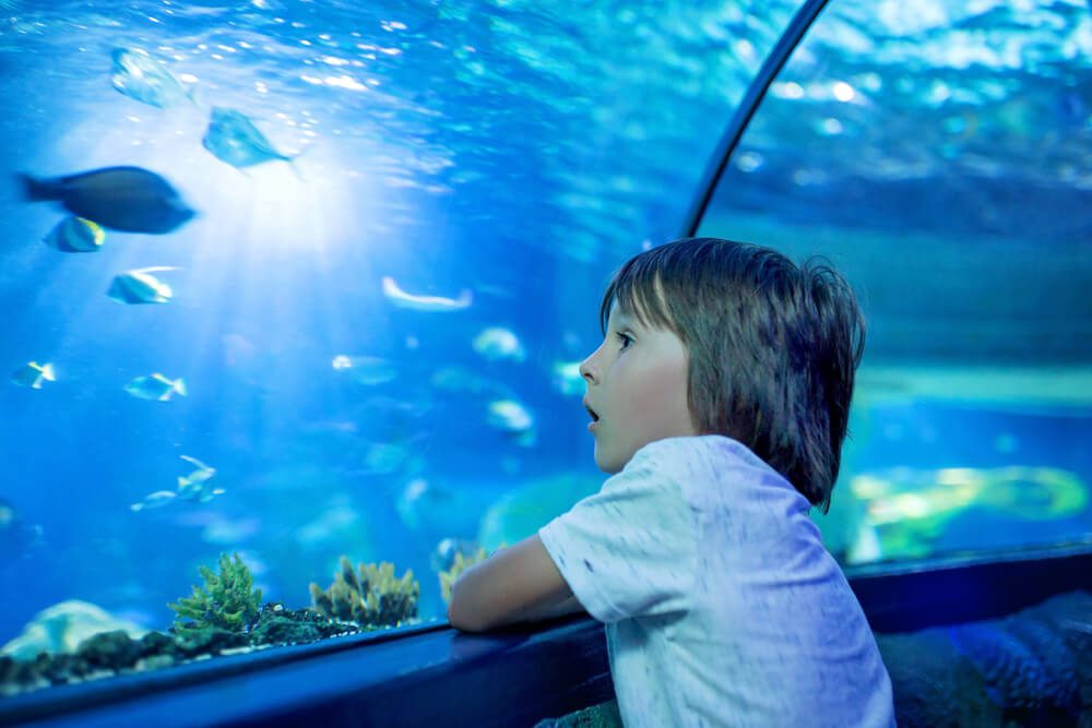Enjoy a Day at the Aquarium in Destin, FL